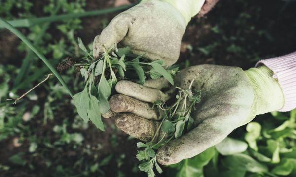 O Papel Terapêutico da Jardinagem: Como Cuidar das Plantas Pode Beneficiar a Saúde Mental